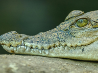 crocodile source image